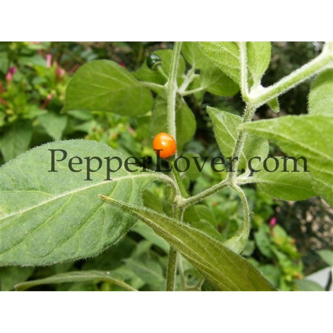 Capsicum Galapagoense